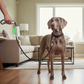 Anti-Pull Dog Leash with LED Light